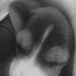 ' <b>나방</b> ' 까지먹는 우리집 강아지를 소개합니다.