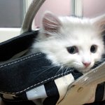 입비싼 우리집 고양이 '두부'예요 <b>꺄오</b>