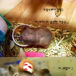 동물이 너무 좋아요 ㅠ_ㅠ 미쳐버리겠어요