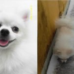 제발부탁드립니다!! 도와주세요!! 화이트<b>포</b><b>메</b> 찾아주세요!!