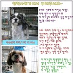 안락사의 위기에서 구해주세요~