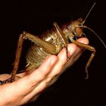 충격적인 만렙 벨레와의 사투 !!