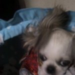 우리집 강아지에 대해서