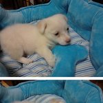 50일도채안된 유기견을 보호하고있습니다.