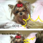 작은개vs<b>큰개</b> 한판승부