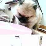 죽을뻔했던 우리 강아지의 휴멍드라마ㅋㅋㅋㅋ