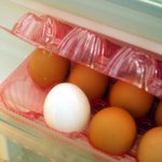 돌연<b>변이</b> 매추리알