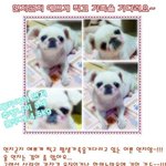 <b>연지</b>곤지 찍고 평생 사랑같이할 가족 찾아요~~