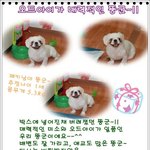 <b>재롱</b>둥이 페키 아가 뚱이가 엄마 찾아요!!