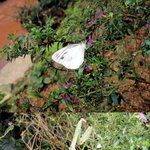 [여행] 남해 나비생태관