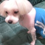 <b>수원시</b> 장안구 말티즈!!! 도와주세요..