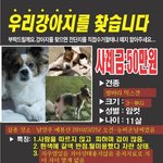 개를 찾습니다. (꼭 한번씩만 봐주세요..ㅠㅠ)