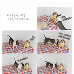 한가로운 어느 <b>평일</b>, 그 놈들이 우리집에 왔다...