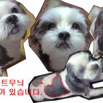 [부산<b>중구</b>]강아지를 찾습니다.