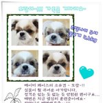 똘망똘망~ <b>시</b><b>츄</b>아가 또랑이가 평생가족 기다려요!!