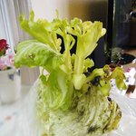 냉장고 <b>야채실</b>에서 양배추가 자랐어요 (합성아님)