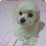 <b>복순</b>이방귀냄새ㅜㅜ우왁..