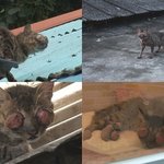 세상에 이런일이 나왔던 <b>눈</b> <b>돌출</b>된 길고양이 입니다.