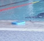 ▶ 수영장에는 이런 일도 간혹 생겨요..