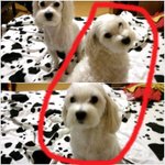 강아지를 잃어버렸어요 ㅠㅠ 꼭 봐주세요