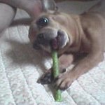 친척집 강아지들[스압주의]