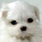 충격적인 티컵 강아지의 진실.