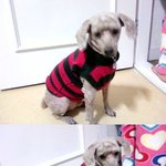 작년초 <b>경북상주</b> 중국집에 있던 갈색푸들.....