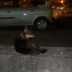 경상남도 창원 대방동 사파<b>주민</b>센터 근처 에서 개 잃어버린분 있삼요...