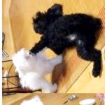 (사진有)깨방vs<b>찌</b>깐, <b>두</b>마리의강쥐엄마에요!