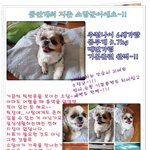 <b>시</b><b>츄</b>계의 동안지존 소담이 평생엄마 기다려요~~
