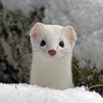 왠지 더 멋스러운 <b>눈속</b>의 동물들