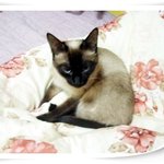 고양이 키우는 분들 모두다 클릭!