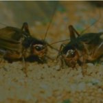 혐오有// <b>세스코</b>도 멀리하는 곱등이와 갇히다..............