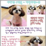 똥꼬 발랄 <b>시</b><b>츄</b>아가 하랑이 엄마 기다려요!!