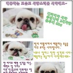 메롱이 매력인 페키 <b>시아</b> 평생가족찾아요~~
