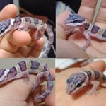 대형마트에서 죽어가는 애완<b>동물</b>(레오파트게코도마뱀)입니다.