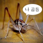 사진有 - 평가좀해주세요..^^
