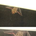 집으로 침범할뻔한 괴이한 생물체(사진有)