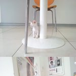 <b>새끼</b>고양이를 주웠어요 도와주세요 사진有