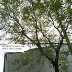 서부공단 <b>송충</b>이 테러사건이 났는데요..