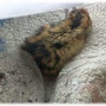 [사진有] 함부로 먹었다간 큰일날 메추리알 : )