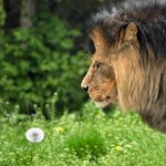 꽃향기를 맡는 낭만적인 <b>동물</b>들 모음