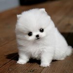 강아지 사기.......ㅠㅠ(사진 有)