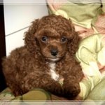 나에겐 너무나 든든한 ...메시의 성장기