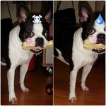 10 中 6은 돼지로 오해하는 우리 개(사진有)