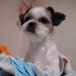 <b>선사</b>주거지 근처 사시는분 !! 이것좀 봐주세요 ㅠㅠ