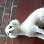 부천시 <b>원미구</b> 강아지 주인분을 찾습니다.