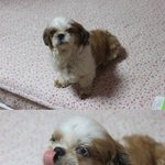 우리학교 떠돌이강아지.목련이를 분양합니다..