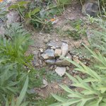 비오는 여름날 만난 갓난쟁이강아지