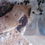 전 <b>롯데</b> 제과 과자를 먹다가 벌레가 나왔습니다~(혐오사진있어요)